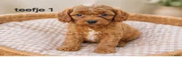 Maltipoo honden te koop: Super lieve mooie maltipoo pups - Advertentie 3