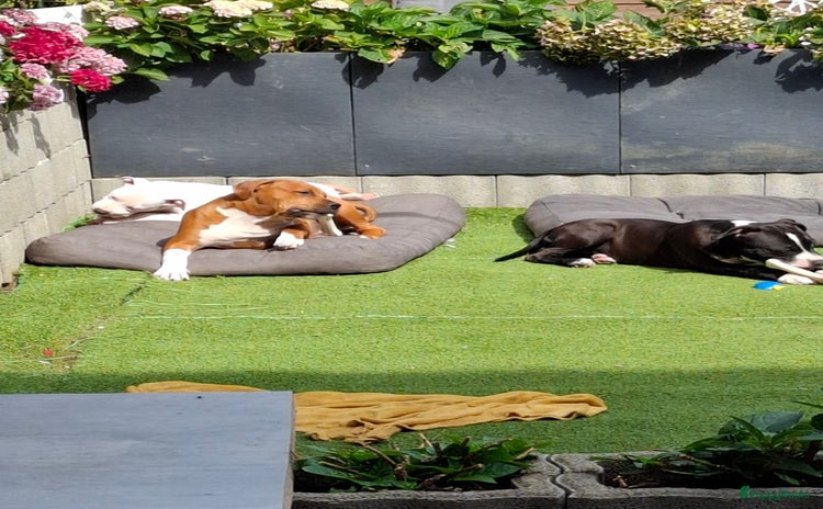 American Staffordshire Terriër honden - Advertentie 1