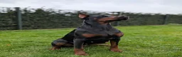 Dobermann honden te koop: Dobermann pups uit huiselijke sfeer - Advertentie 1