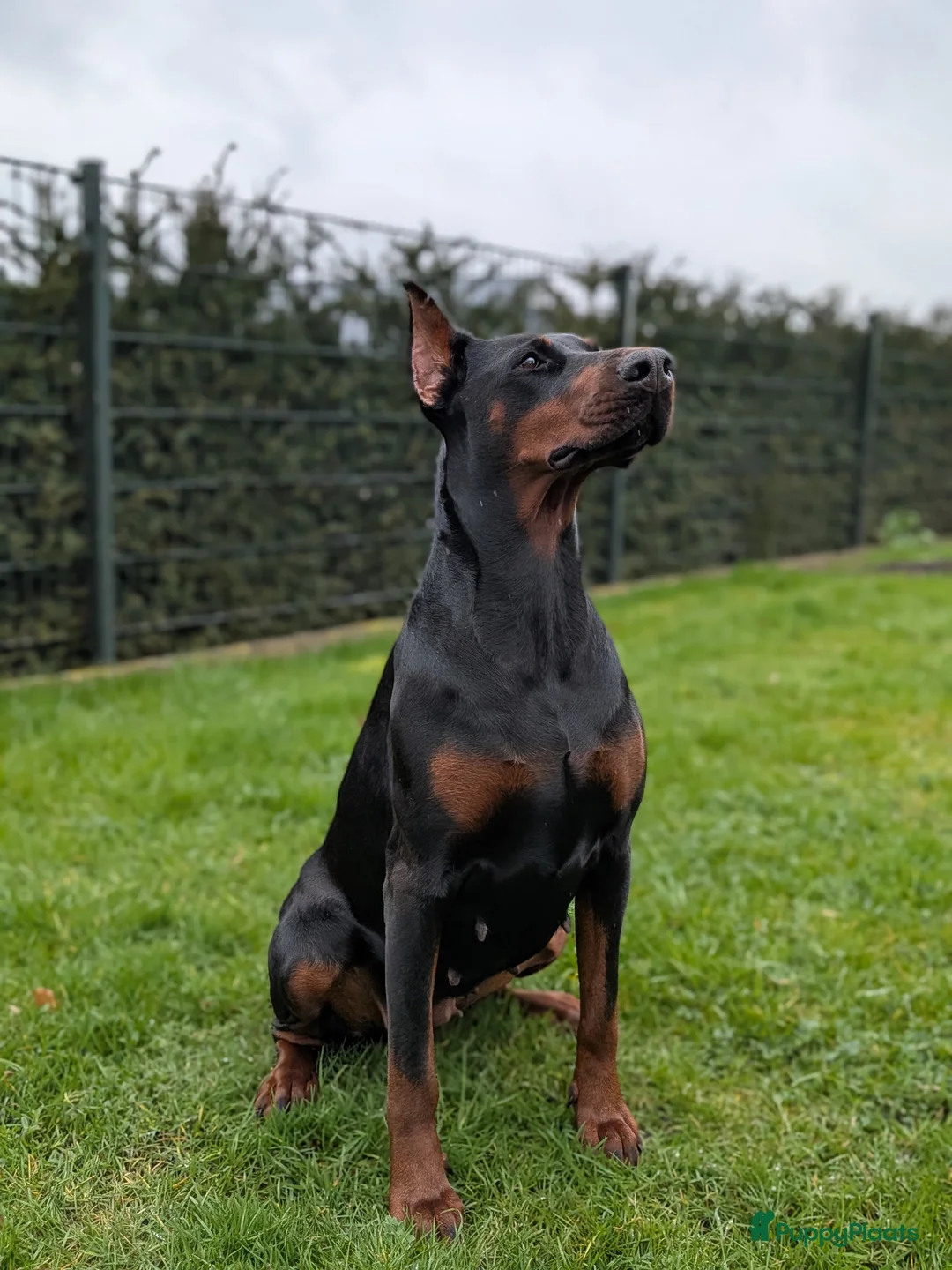 Dobermann honden te koop: Dobermann pups uit huiselijke sfeer - Advertentie 1