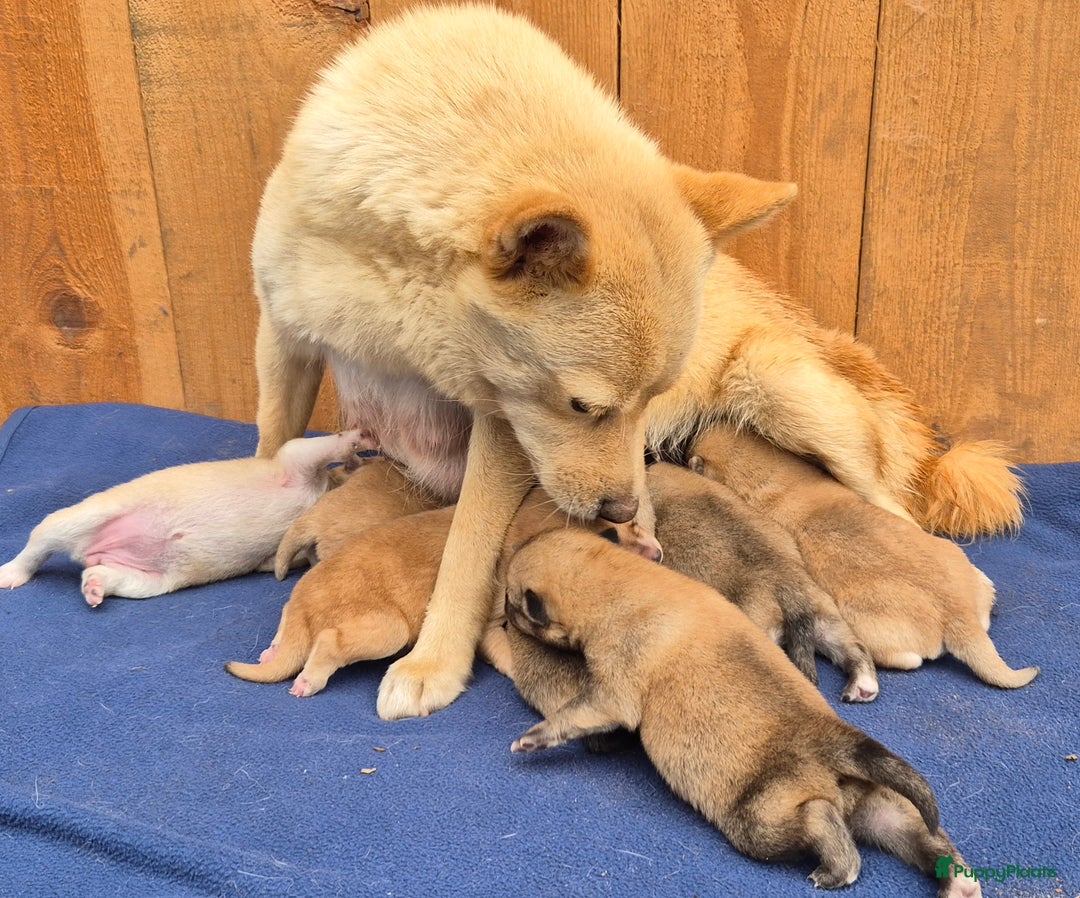Kruising honden te koop: Pomsky x Shiba inu pups - Advertentie 17
