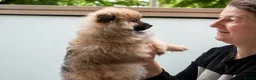 Kruising honden te koop: 4 Prachtige Keeshond/Pomeriaan pups (Oranje-Sabel) in Den Haag - Advertentie 15