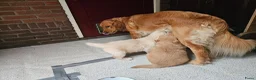 Golden Retriever honden te koop: Golden Retriver pups mogen de nest uit ! - Advertentie 11