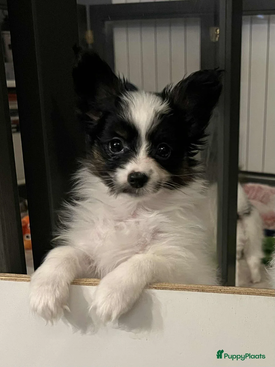 Vlinderhondje honden te koop: Papillon (vlinderhondjes) met FCI stamboom - Advertentie 8