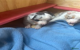 Australian Shepherd honden te koop: Mooie Australian shepherd pups in Bunschoten-Spakenburg - Afbeelding 14
