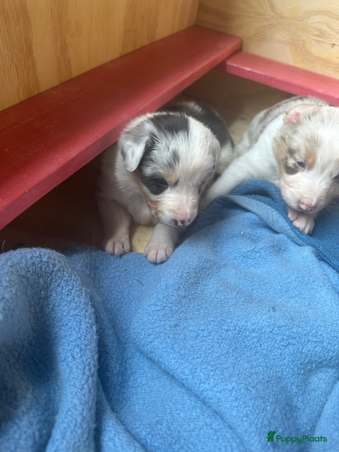 Australian Shepherd honden te koop: Mooie Australian shepherd pups in Bunschoten-Spakenburg - Afbeelding 14