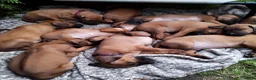 Rhodesian Ridgeback honden te koop: Rhodesian Ridgeback pups met stamboom  in Apeldoorn - Advertentie 3