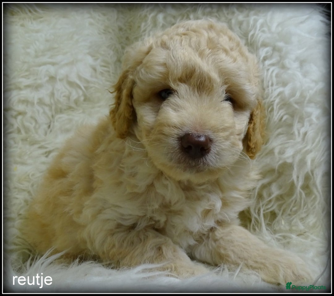 Labradoodle honden te koop: Labradoodle pups F4 +/- 45 cm - Advertentie 3