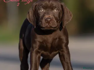 Kruising honden Prachtige labrador x vizsla pups - Advertentie 2