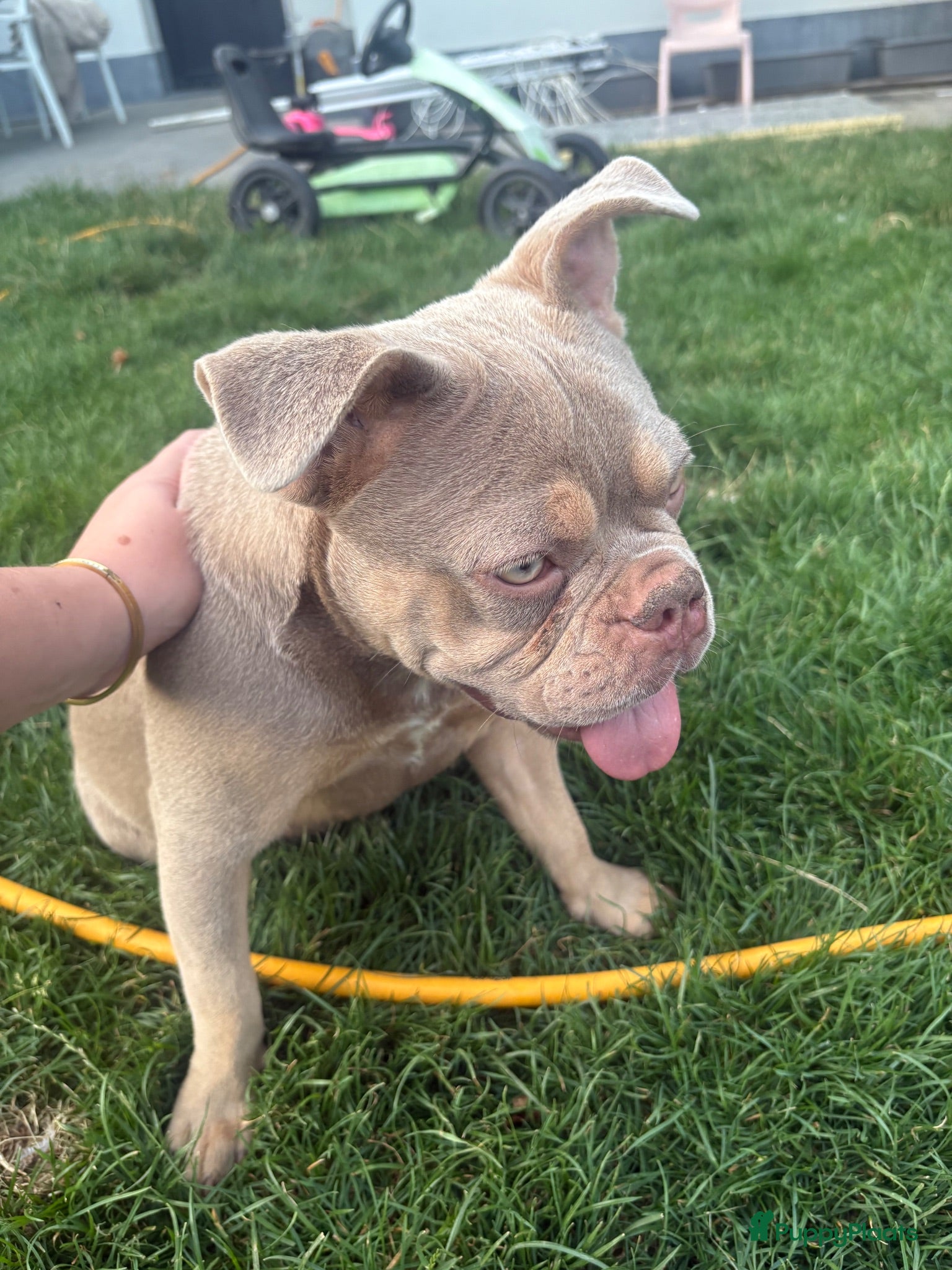 Franse Bulldog honden Franse bulldog teefje  - Advertentie 10
