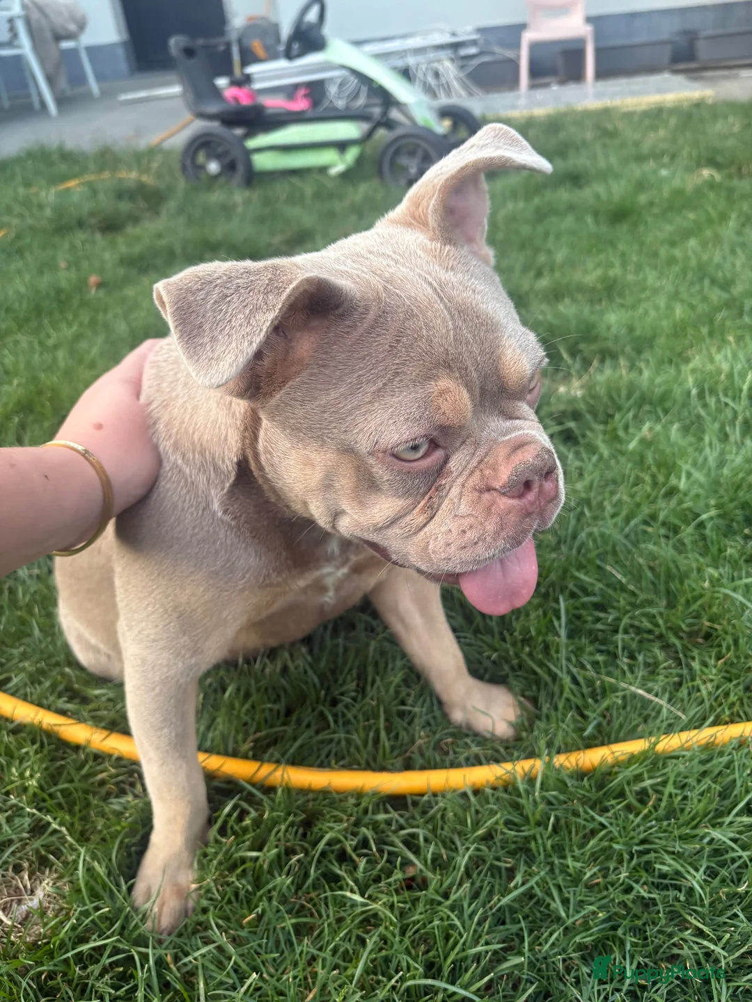 Franse Bulldog honden te koop: Franse bulldog teefje  in Hasselt - Advertentie 1