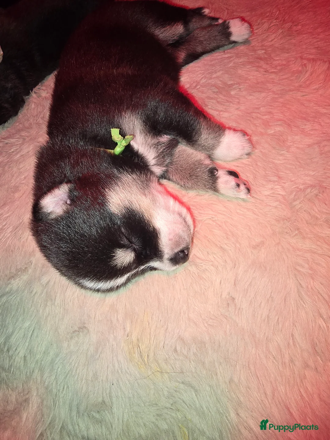 Pomsky honden te koop: Pomsky puppy's  met Husky looks - Advertentie 18