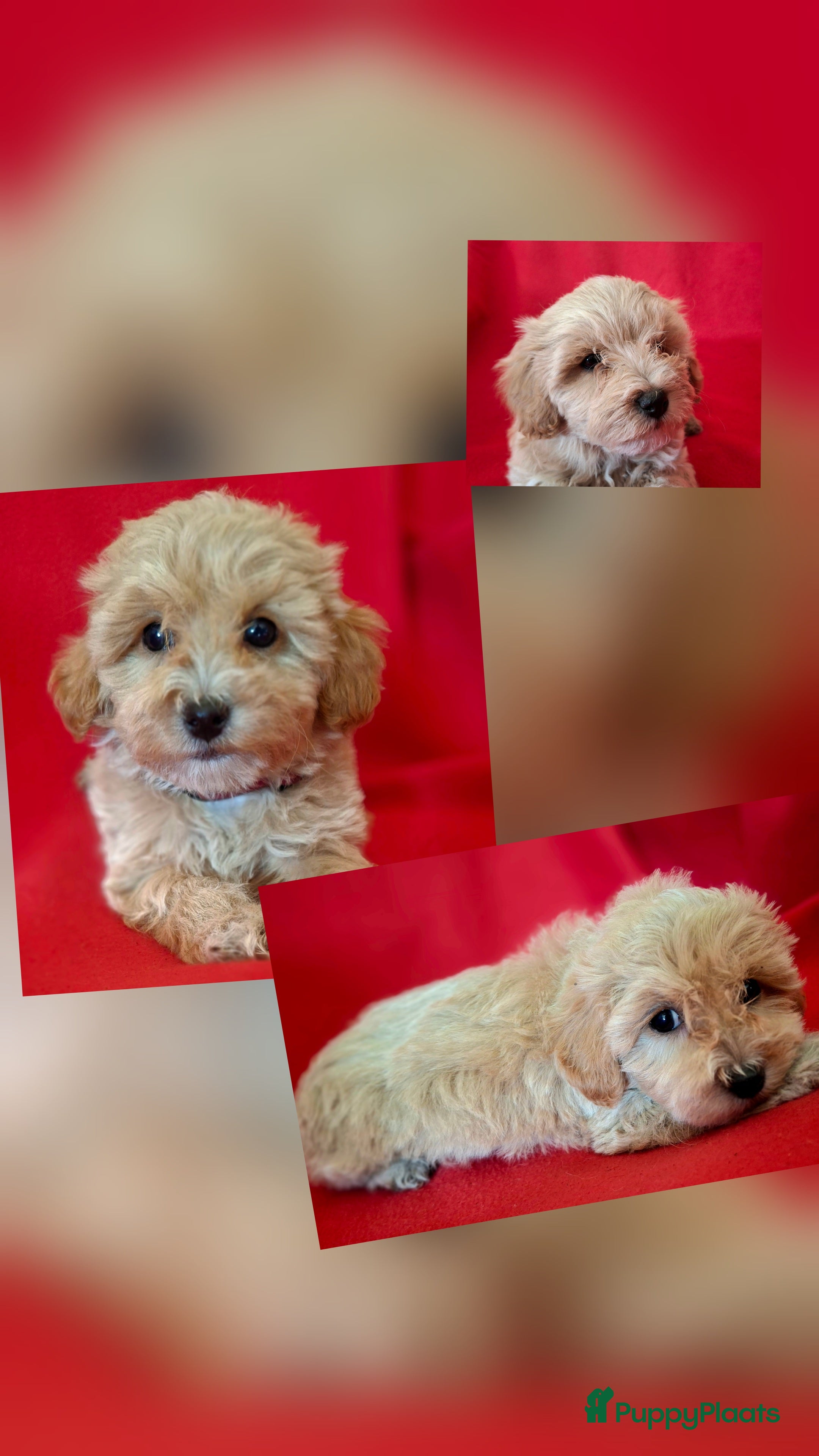 Maltipoo honden Leuke Maltipoo puppies - Advertentie 4