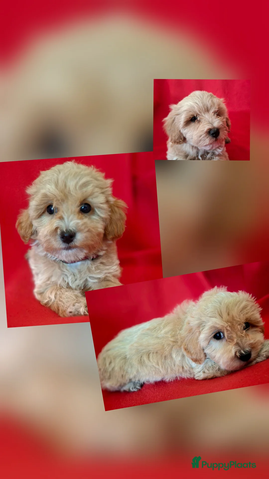 Maltipoo honden te koop: Leuke Maltipoo puppies - Advertentie 1