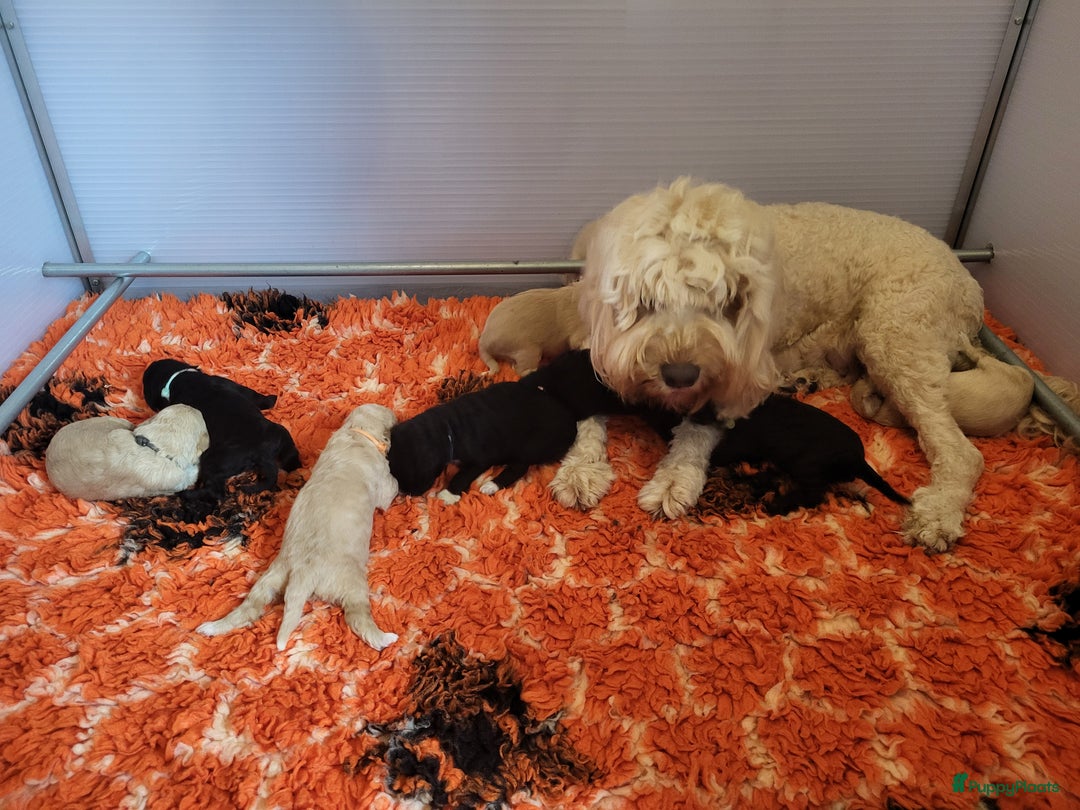 Barbet honden te koop: Nog 1 fawn kleurig barbet teefje beschikbaar. - Afbeelding 5