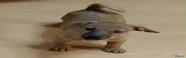 Jack Russel Terriër 3