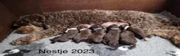 Labradoodle honden te koop: Labradoodle pups  - Advertentie 29