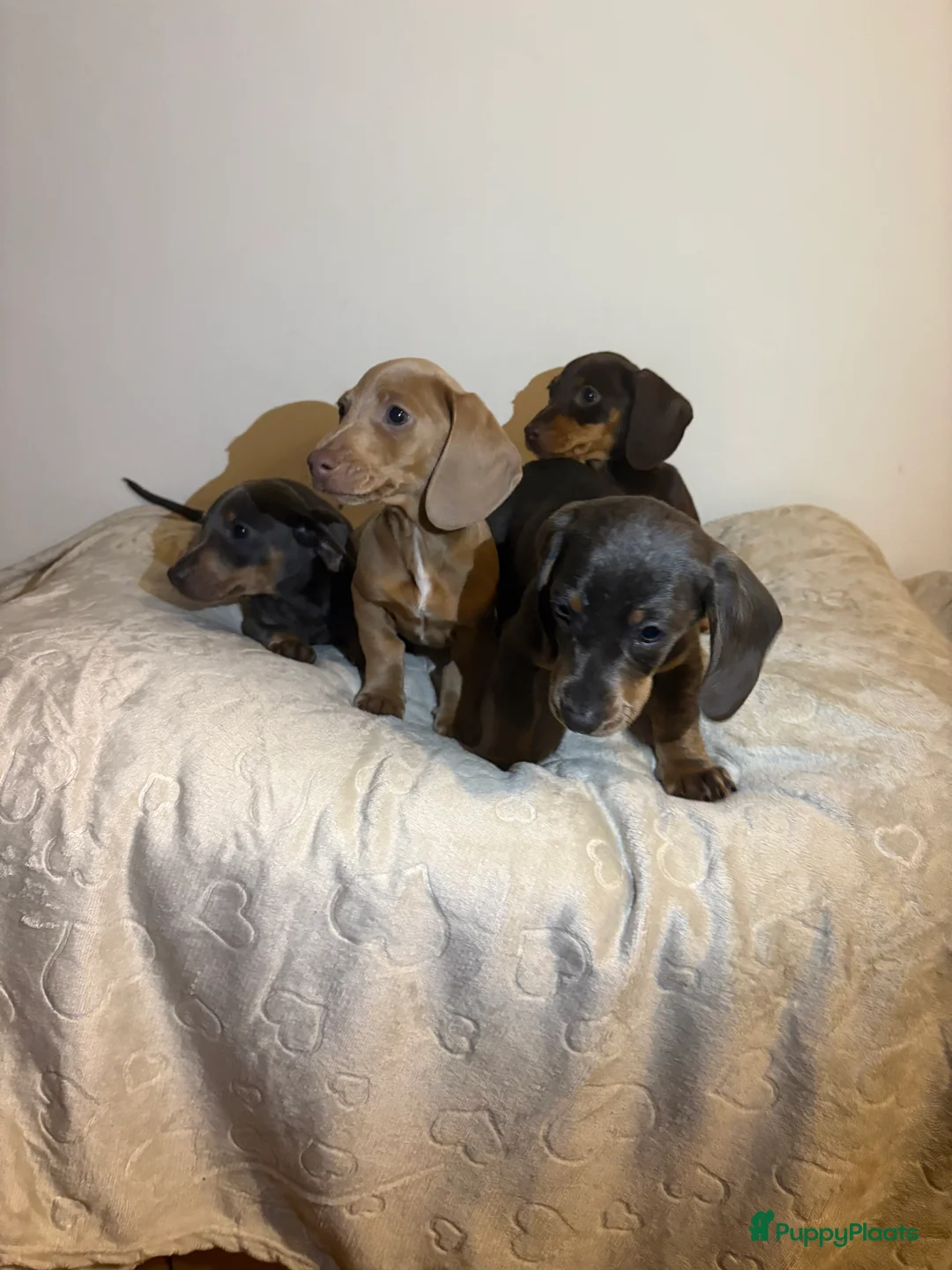 Teckel (korthaar)  honden te koop: Dwerg Teckels puppy’s zoeken een warm nest. - Advertentie 9