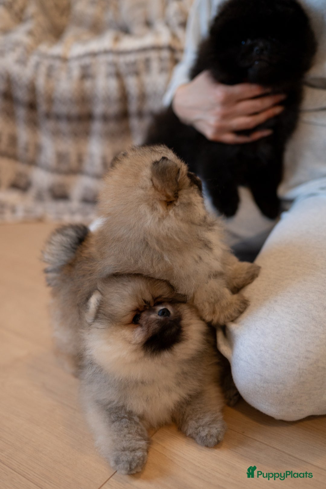 Pomeriaan honden te koop: 🌸 3.	Luxe Pomeranian pups 🌸 - Advertentie 10