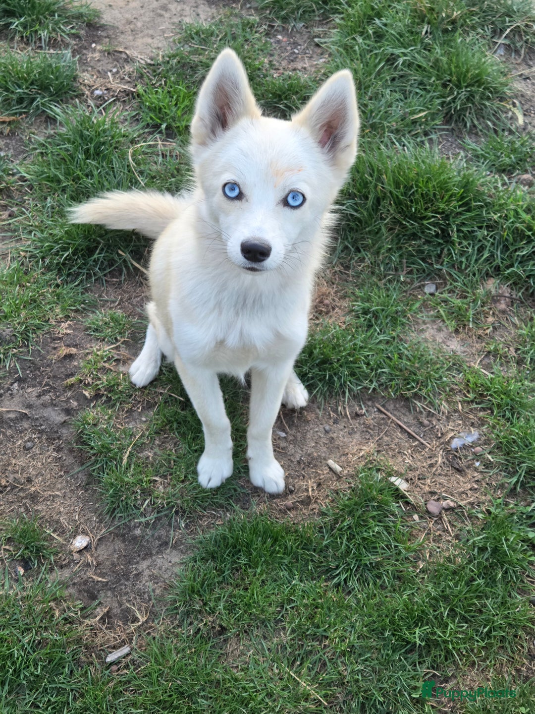 Pomsky honden ter dekking: Dekreu gezocht - Advertentie 1