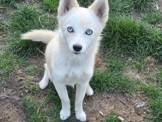 Pomsky honden Dekreu gezocht - Advertentie 2