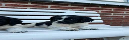 Kruising honden te koop: Friese Stabij pups - Advertentie 4