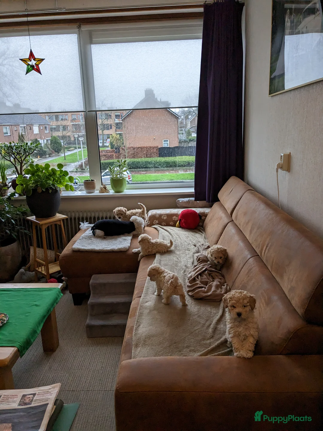 Maltipoo honden te koop: Fantastisch zwarte Maltipoo F1b 🥰 Anti-allergie - Advertentie 15