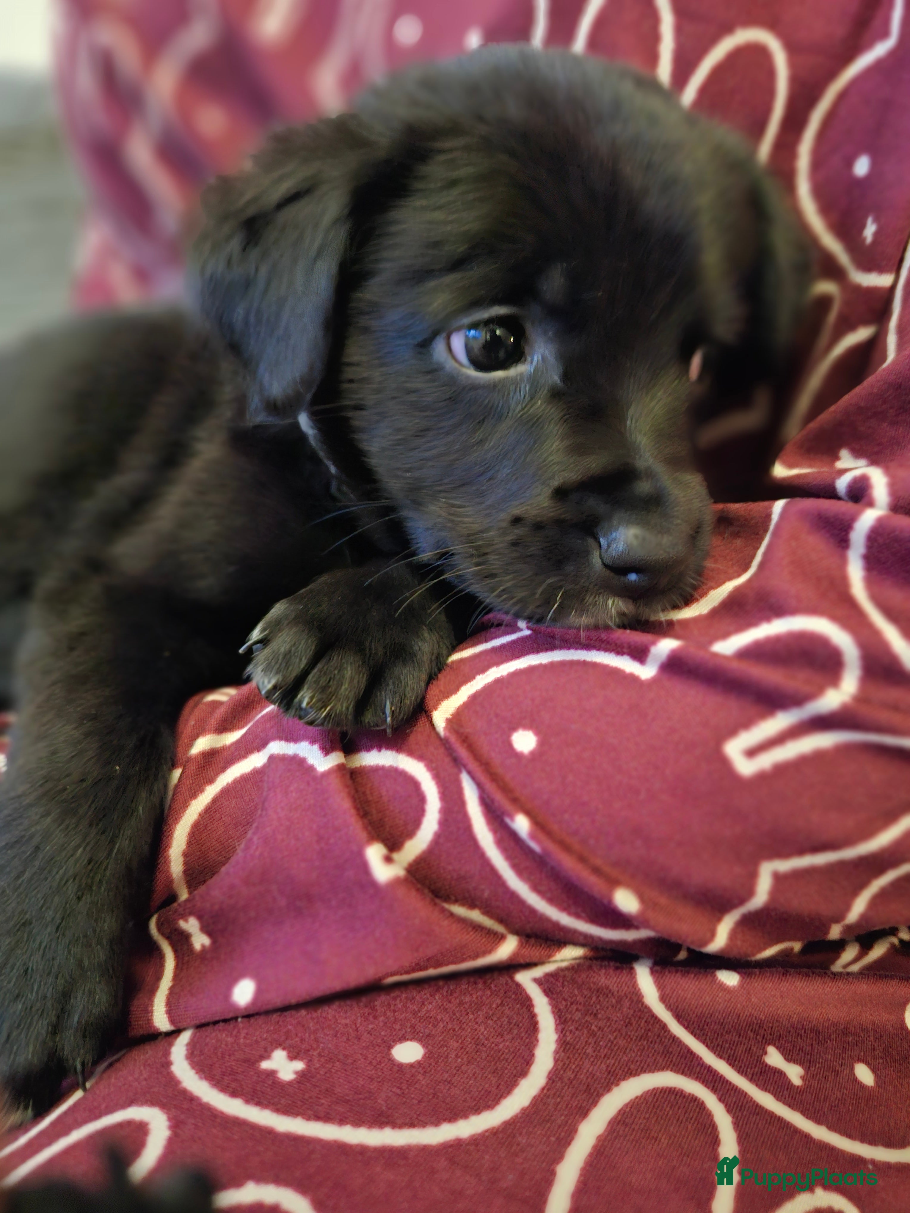 Kruising honden Sociale boulab pups mogen bijna nestje verlaten! - Advertentie 1