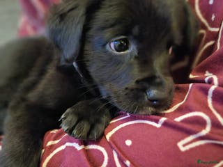 Kruising honden Sociale boulab pups mogen bijna nestje verlaten! - Advertentie 1