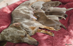 Teckel (korthaar)  honden te koop: De allermooiste dwergteckel pupjes!! - Afbeelding 32