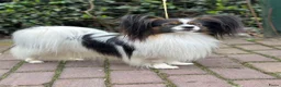 Vlinderhondje honden te koop: Papillon (vlinderhondjes) met FCI stamboom - Advertentie 11