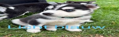 Kruising 6