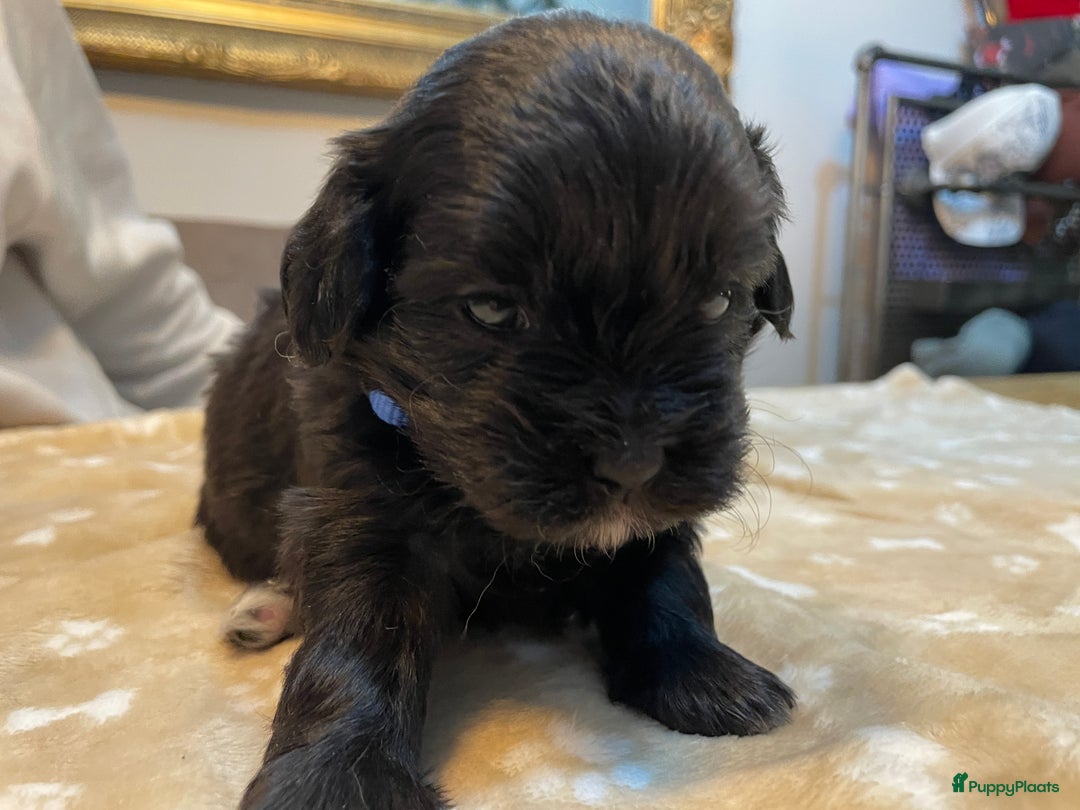 Kruising honden te koop: Boompoo pups, Boomer X Toy poedel - Advertentie 23