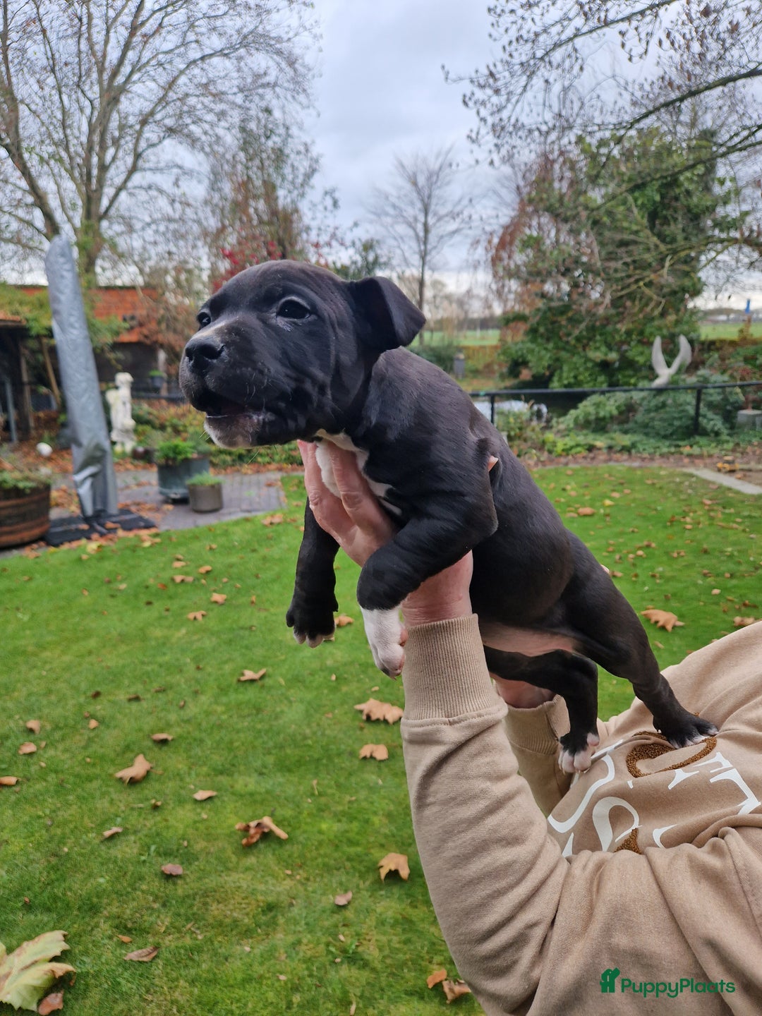 American Staffordshire Terriër honden te koop: mooie stafford pups - Advertentie 9