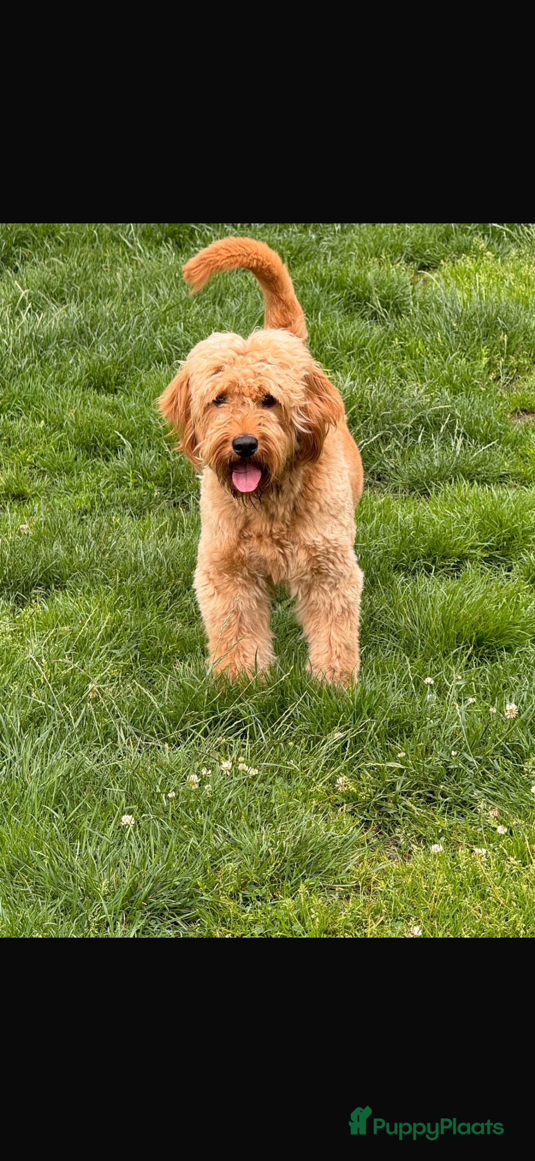 Kruising honden te koop: PRACHTIGE GOLDENDOODLE MINI REUTJE - Advertentie 7