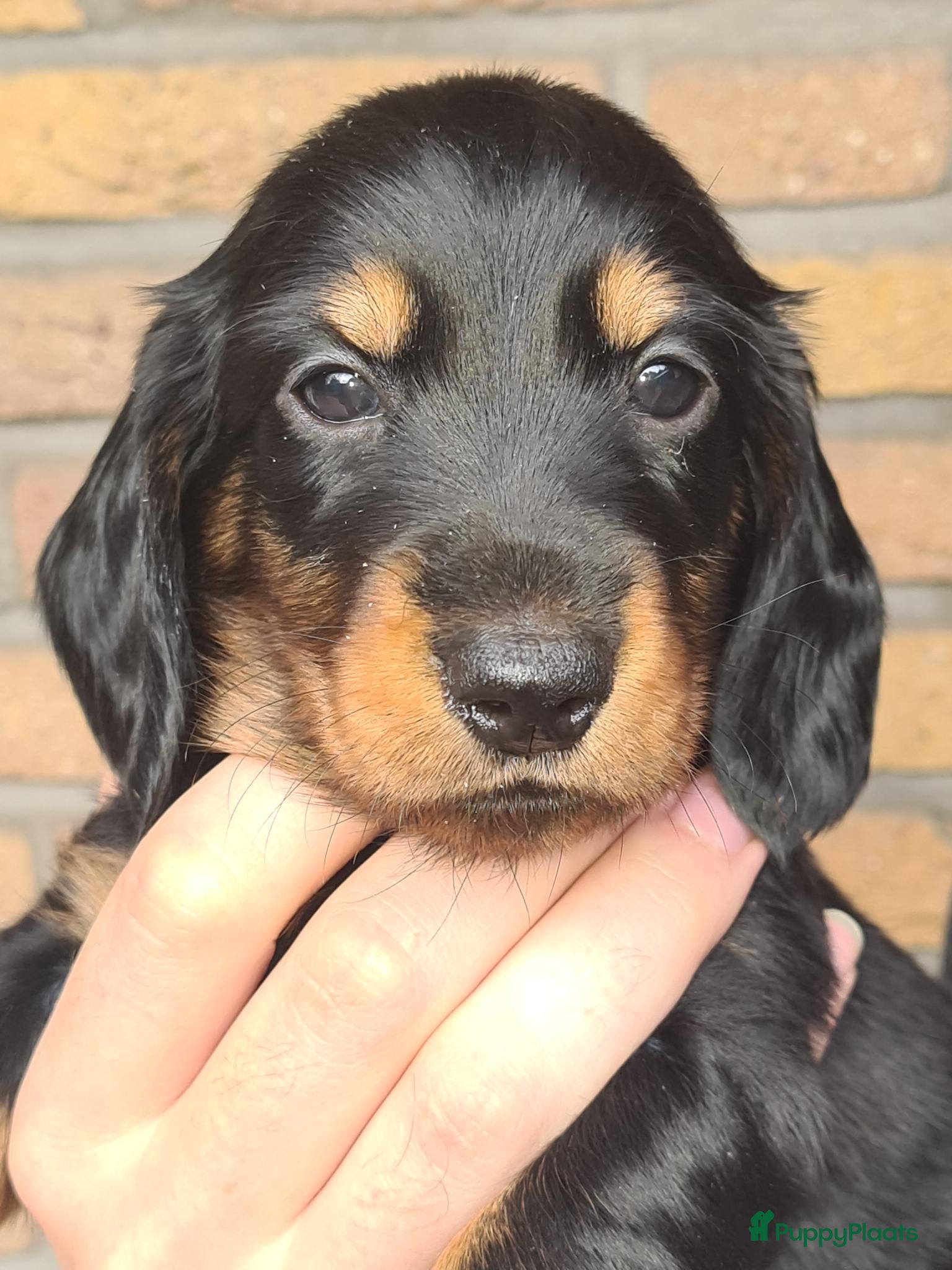 Teckel (langhaar) honden Eén pup beschikbaar Standaard langhaar teckel pups - Advertentie 16