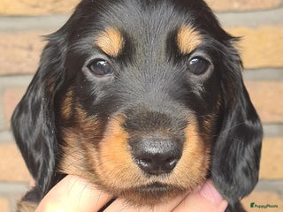 Teckel (langhaar) honden Eén pup beschikbaar Standaard langhaar teckel pups - Advertentie 3