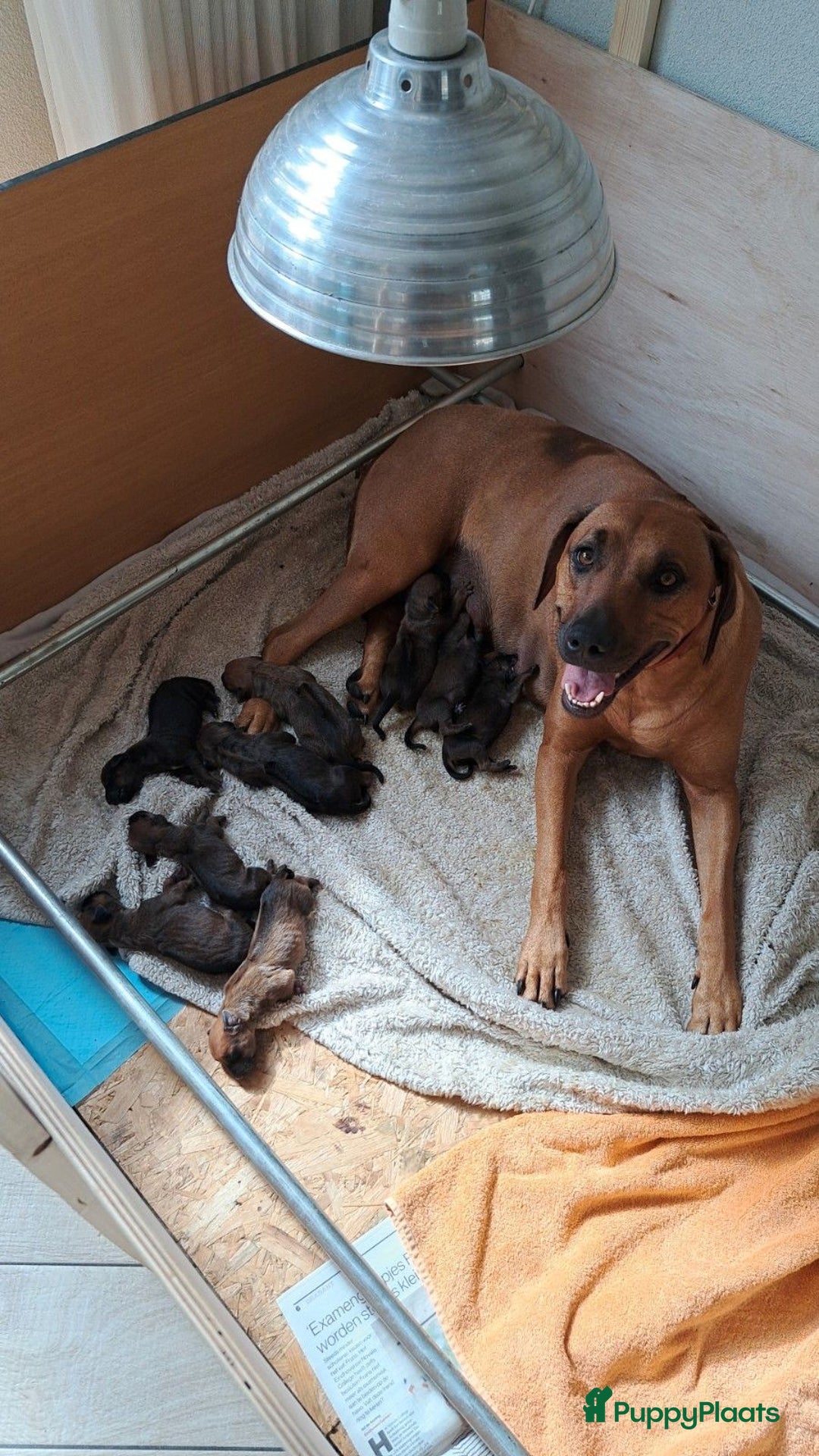 Rhodesian Ridgeback honden te koop: Super schattige Rhodesian Ridgeback pups te koop! in Sint-Michielsgestel - Afbeelding 23
