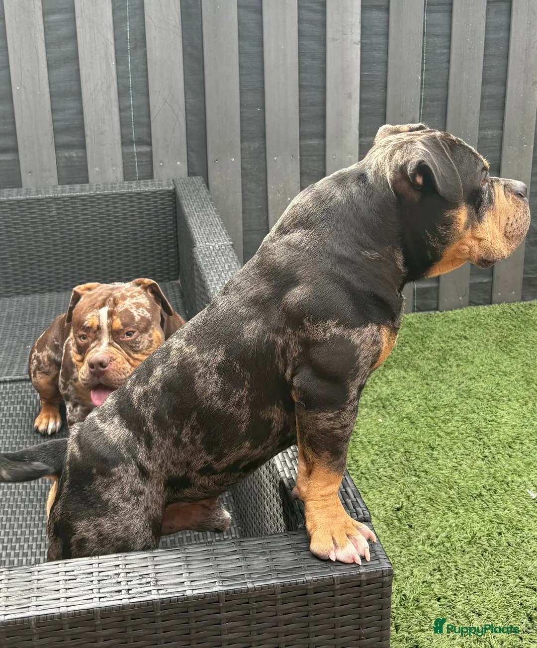 Amerikaanse Bully honden ter dekking: American Bully pocket dekreu - Advertentie 2