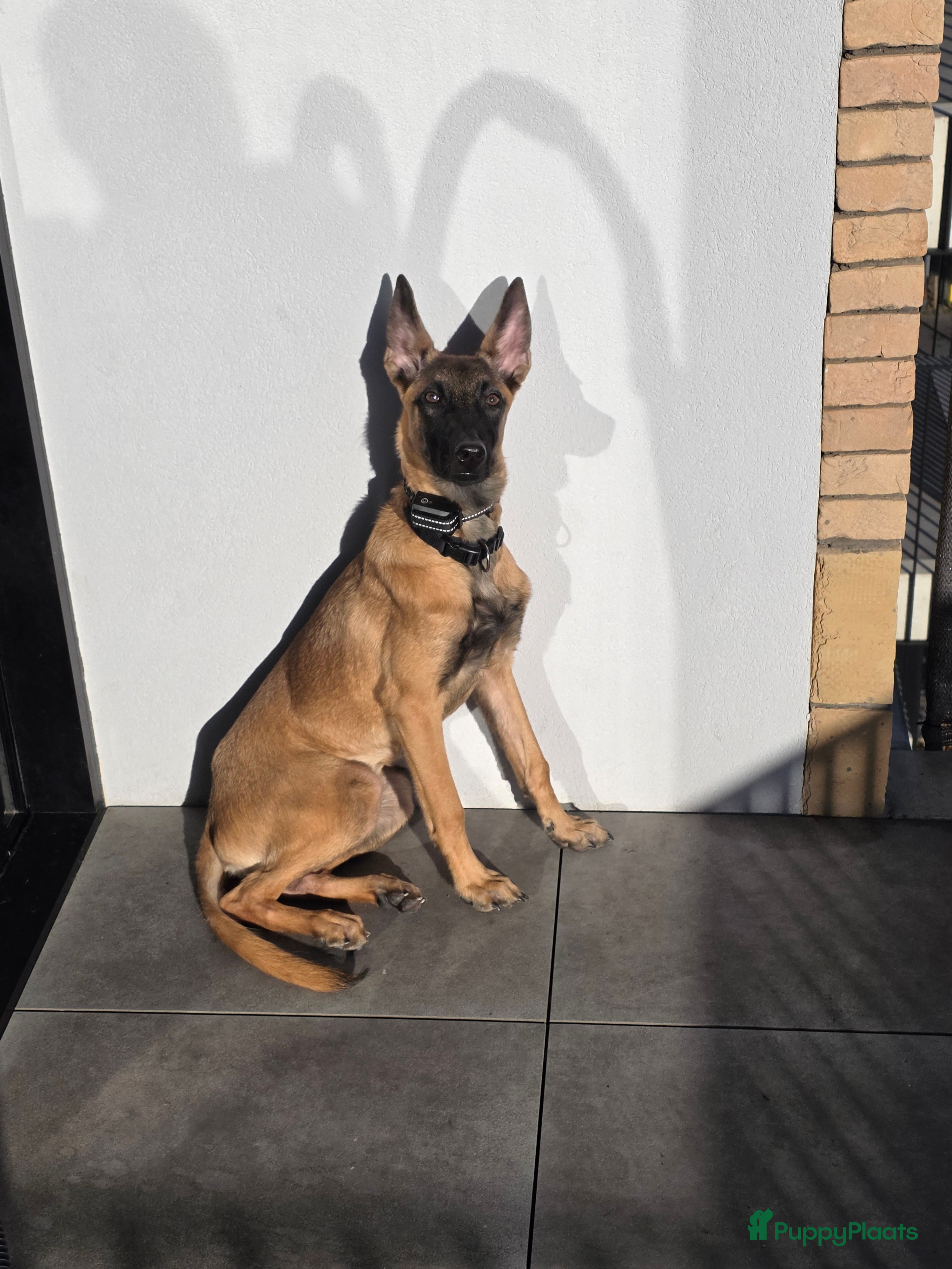 Mechelse Herder honden Mechelse herder - Advertentie 2