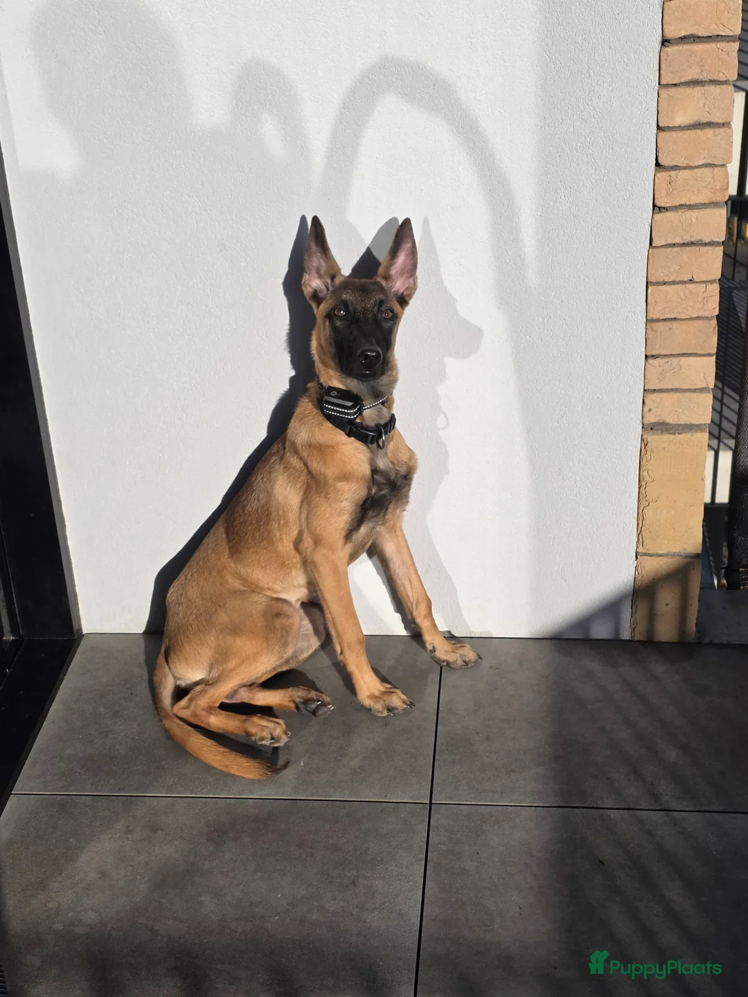 Mechelse Herder honden te koop: Mechelse herder - Advertentie 2