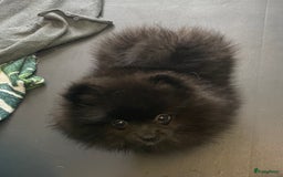 Pomeriaan honden te koop:  2 Prachtige pomeriaan/dwergkees pups. in Enkhuizen - Afbeelding 9