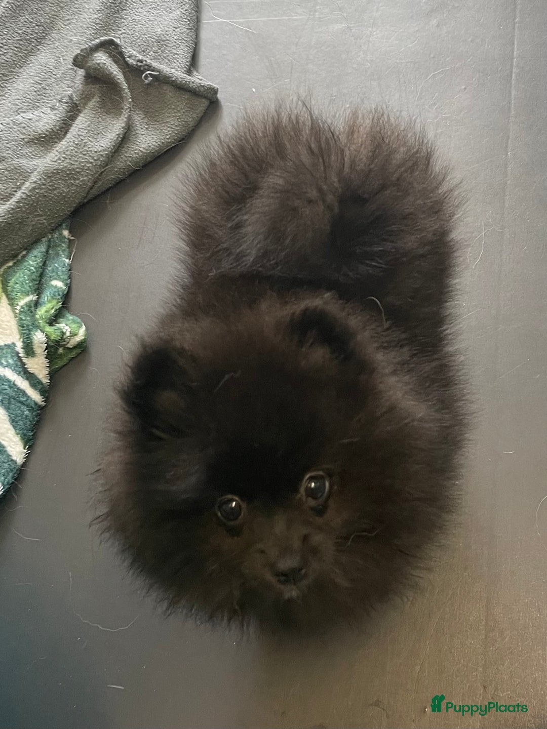 Pomeriaan honden te koop:  2 Prachtige pomeriaan/dwergkees pups. in Enkhuizen - Afbeelding 9