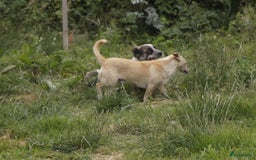 Kruising honden ter adoptie: maverick een zeer leuk hondje in Ridderkerk - Afbeelding 9