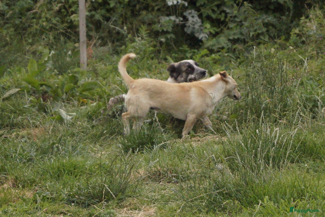 Kruising honden ter adoptie: maverick een zeer leuk hondje in Ridderkerk - Afbeelding 9