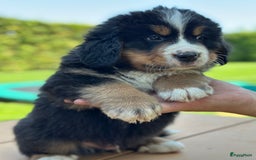 Kruising honden te koop: Berner Sennen x Zwitserse Sennen pups - Afbeelding 22