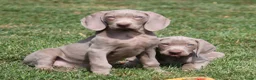Weimarse Staande Hond korthaar honden te koop: Weimaraner pups - Advertentie 6