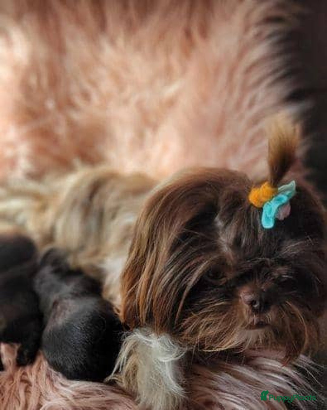 Shih Tzu honden te koop: Imperial Shih Tzu pups te koop - Advertentie 16