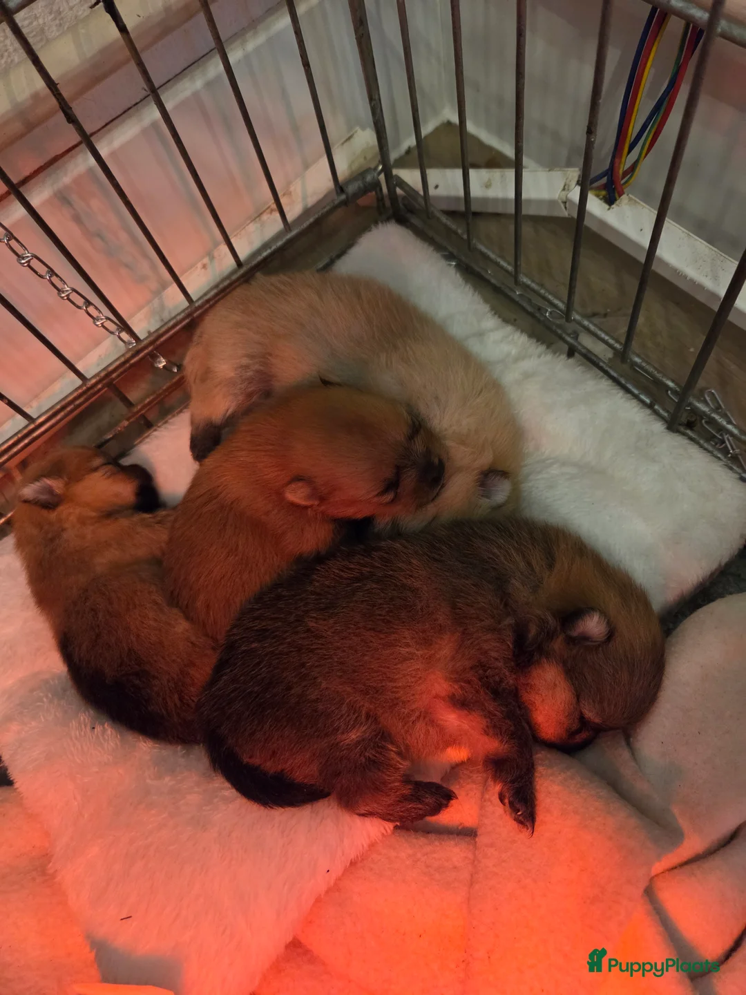 Pomeriaan honden te koop: Mooie pomeriaanpups te koop - Advertentie 9