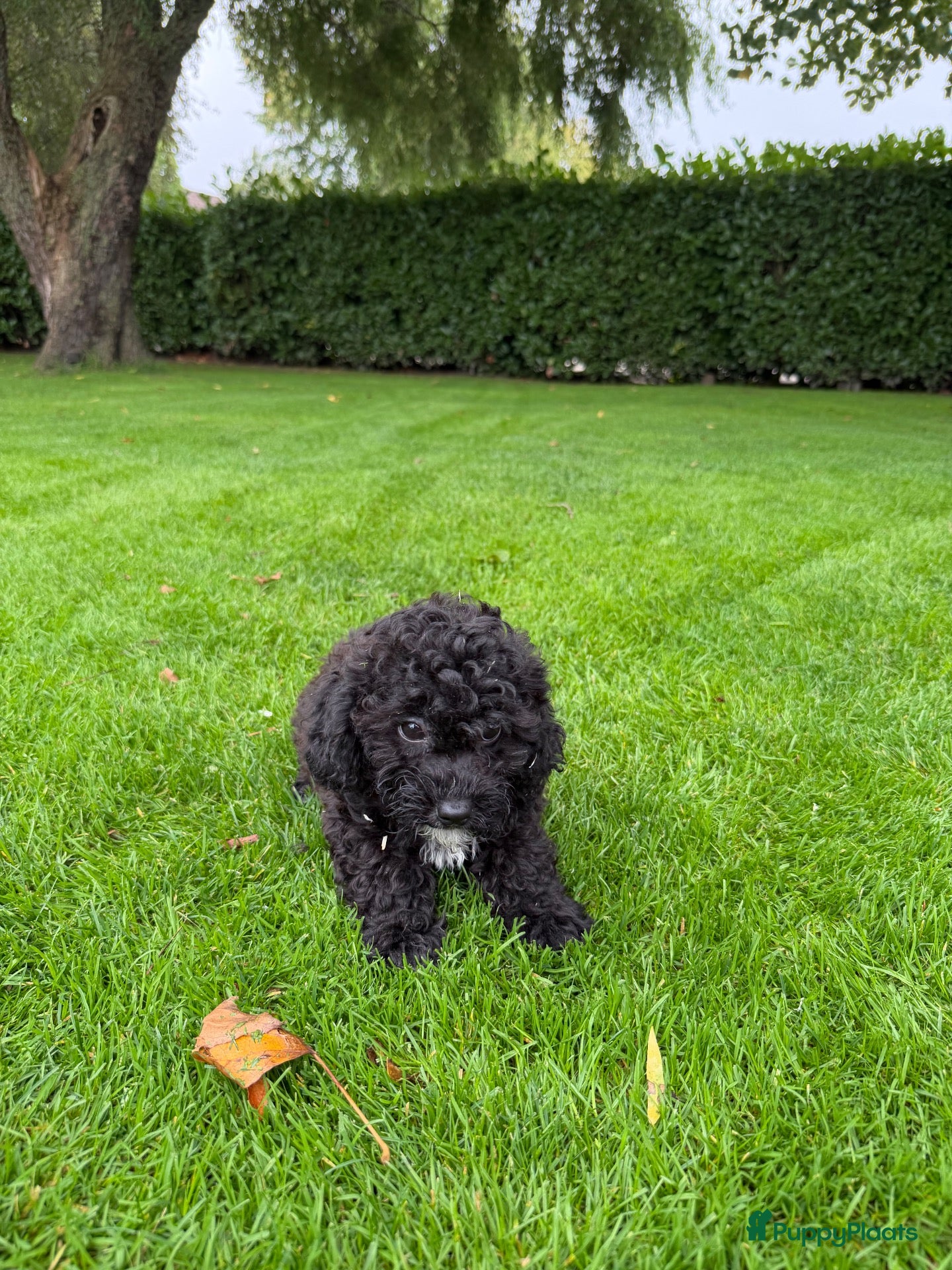 Kruising honden Boomer x Poedel (Boompoo) pups - Advertentie 2